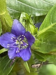 Hydrolea quadrivalvis