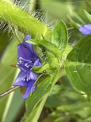 Hydrolea quadrivalvis