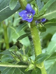 Hydrolea quadrivalvis