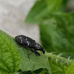 Peribleptus scalptus