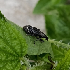 Peribleptus scalptus