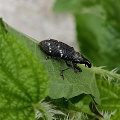 Peribleptus scalptus