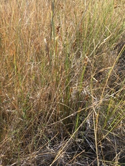 Carex adusta