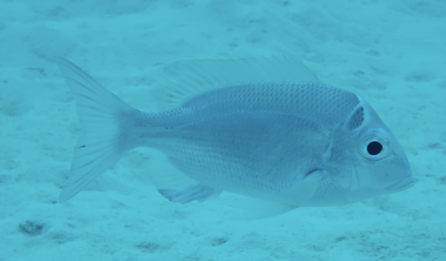 Gymnocranius audleyi observed 2022-08-21