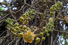Couroupita guianensis