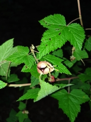 Rubus trilobus