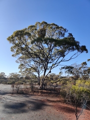 Eucalyptus salmonophloia