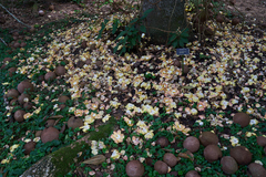 Couroupita guianensis