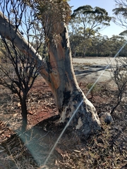 Eucalyptus salmonophloia