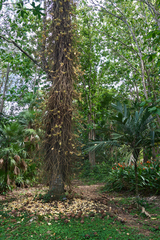 Couroupita guianensis