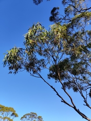 Eucalyptus salmonophloia