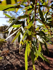 Eucalyptus salmonophloia