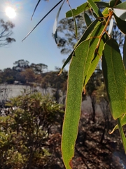 Eucalyptus salmonophloia