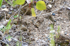 Melanoplus packardii