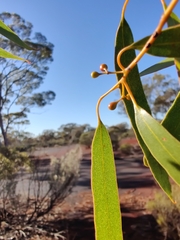 Eucalyptus salmonophloia