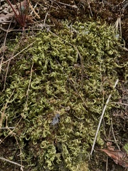 Homalothecium aureum