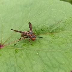 Polistes quadricingulatus