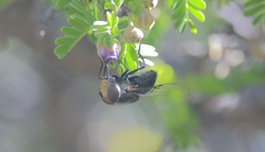 Copestylum scutellatum