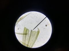 Homalothecium aureum