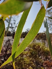 Eucalyptus salmonophloia