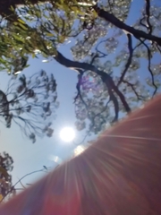 Eucalyptus salmonophloia