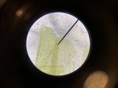 Homalothecium aureum