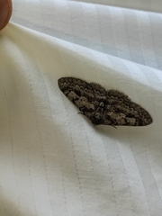 Stenoporpia
