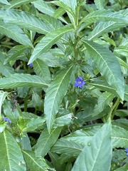 Hydrolea quadrivalvis