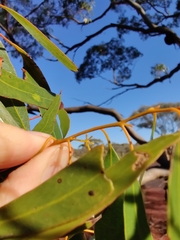 Eucalyptus salmonophloia
