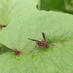 Polistes quadricingulatus