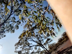 Eucalyptus salmonophloia