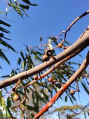Eucalyptus salmonophloia