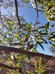 Eucalyptus salmonophloia