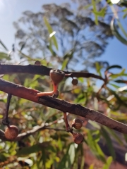 Eucalyptus salmonophloia