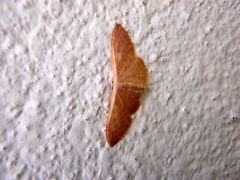 Idaea distinctaria