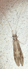 Oecetis cinerascens