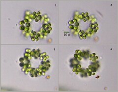 Sphaerocystis