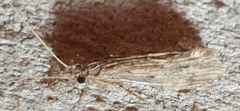 Oecetis cinerascens