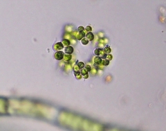 Sphaerocystis