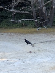 Corvus corax principalis