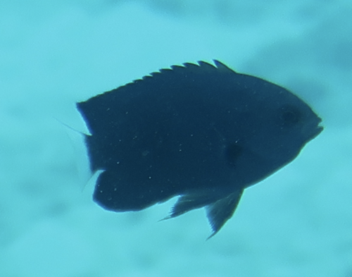 Pomacentrus imitator observed 2022-08-21
