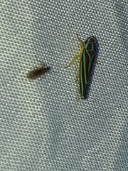 Graphocephala idonea