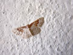Idaea rusticata