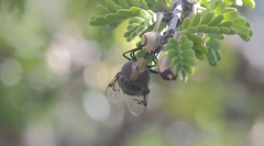 Copestylum scutellatum