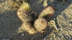 Austrocactus bertinii
