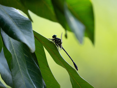 Burmagomphus vermicularis