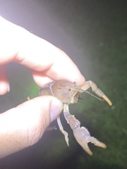 Procambarus truculentus