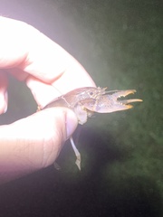 Procambarus truculentus