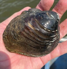 Reginaia ebenus