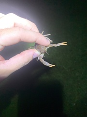 Procambarus truculentus